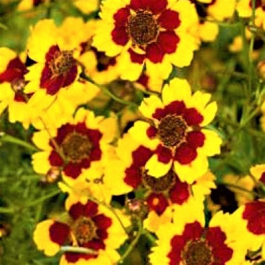 Dwarf Plains Coreopsis Seeds 2000  | Non-gmo Native Wildflower | Tickseed Garden Seeds - Etsy