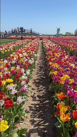 Tulip Season in the Netherlands 🌷 | A Dream in Full Bloom