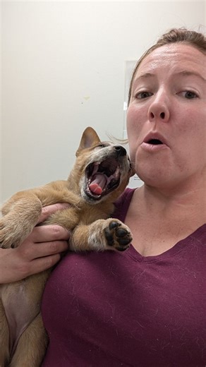 We have a new puppy!!!! Help us welcome Miss Pippa, formerly Peggy, to the DEV fam! 🥰 What an incredible week it has been! I am so grateful to Dr. Jackie and all of her staff for having me this week! Tomorrow starts our next adventure!! 🥰🥰 @alinesacd we will make you proud! 🥰🥰 #newpuppy #cattledogpuppy #acdpuppy | Dog's Eye View Training