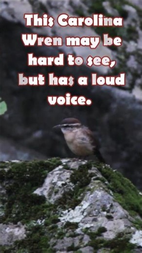 Look At This Adorable Carolina Wren!