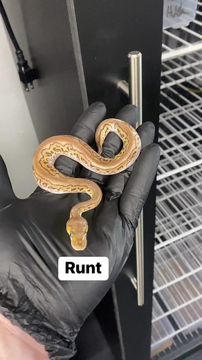 5.8K views · 82 reactions | A tiny runt. Took him about 2 months to have his first shed. I’ve assist fed him a few times and hoping he will be thriving on his own soon 朗. #minatureballpython #minime #ballpython | Ball Pythons 101 | Facebook