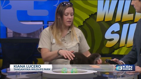 Wild side: Buttercup the otter pup is here to brighten your day