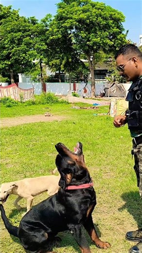 Rottweiler Mr Max Training 😍 #session #1609 #rottweiler #shorts #dog