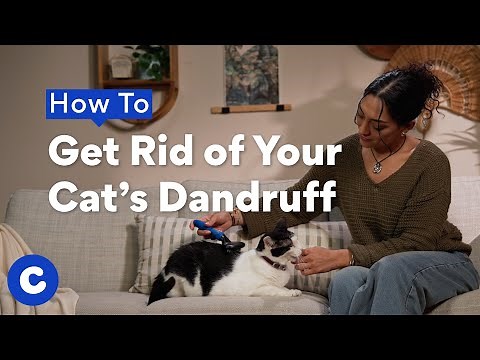 How To Get Rid of Your Cat’s Dandruff | Chewtorials