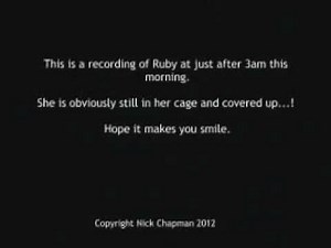 27 THE African Grey! Ruby, The Swearing Parrot X Rated Parrot 3AM CHATTING