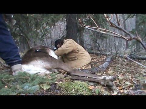 How to Field Dress an Alaskan Caribou Subsistence Hunting September 30, 2015