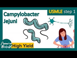 Campylobacter jejuni | Pathology | Campylobacter jejuni and Guillain Barre syndrome | USMLE