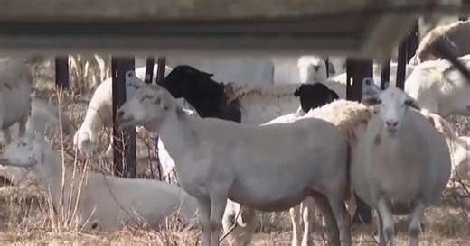 Solar industry using sheep to keep vegetation in check