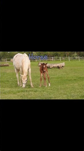 🐮 Farm Animals for Kids Learn Animal Sounds! 🐴🐶