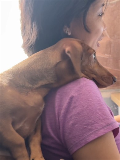 Literal na Matang Nangungusap: Crying Dachshund Dog Explained