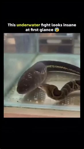 Clips | The post shares a dramatic 12-second video of a tentacled snake striking an electric eel in an aquarium, with overlaid purple glows and... | Instagram