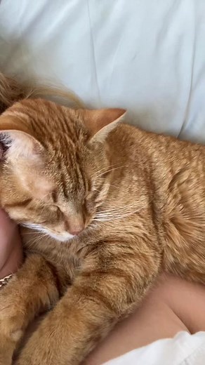 My very own depression kitty FREE ME #rouxroux #catsnuggles #depressionkitty #letmeup