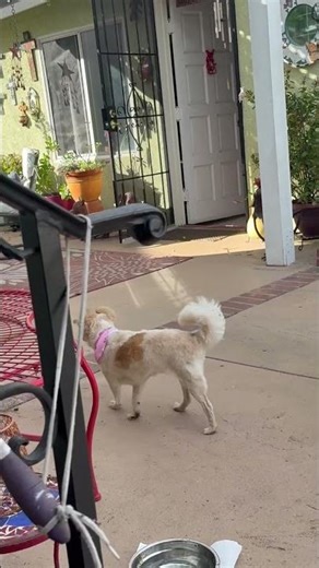 Bailey the Spaniel/Chihuahua mix up for adoption