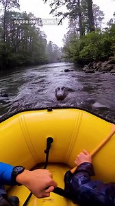 The video opens with quiet, amateur phone footage taken from a small raft floating gently along a narrow river. The water is smooth and reflective, bordered by dense vegetation and overhanging trees. Birds chirp softly in the background, and nothing initially suggests danger. As the raft drifts with the current, the camera casually pans toward the riverbank. Near the edge of the water, a dark shape lies perfectly still, blending in with submerged branches and mud. At first glance, it appears to 