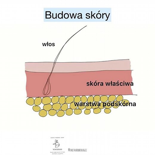 Skóra | Budowa skóry człowieka | Skóra anatomia | Korepetycje najkrócej |Budowa skóry rysunek