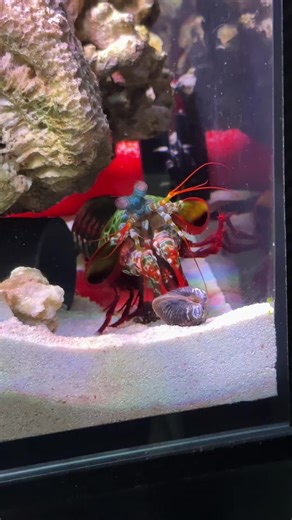 Mantis Shrimp VS Hard Shell Clams | mantis shrimp