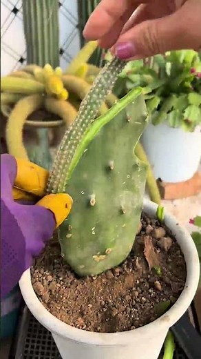 How to Graft Cactus for Beginners | Step-by-Step Tutorial 🌵