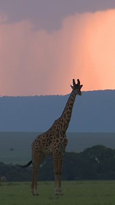 Flying daily, non-stop from #Mumbai to #Nairobi. One-way fares starting at ₹15,287*. Also, now save up to 15% on IndiGo web and app bookings with 6Exclusive Fare. Book now https://bit.ly/4bawgrV. #goIndiGo #Nairobi #IndiaByIndiGo #InternationalTravel #BookNow | IndiGo