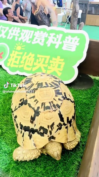 Wild animal In China 👑🥰💚#pakistan #animals #lahore #china