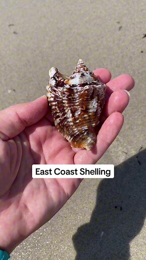 Discovering East Coast Shells: My New Favorite Finds
