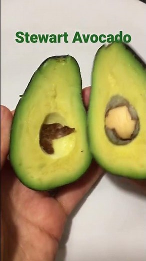 Stewart Avocado