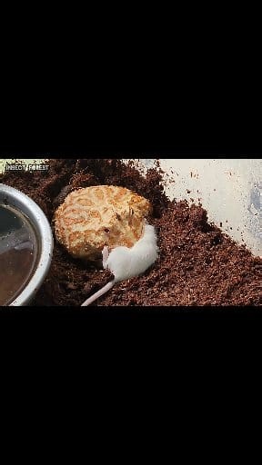 Horned frog eats white giant rat | Insect Forest