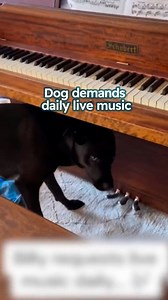 36K views · 2.3K reactions | Pup is obsessed with the piano  #dog #funnydogs #cuddlebuddies | Cuddle Buddies | Facebook