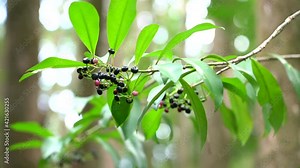 Plants at Manoa Cliff Trail，Honolulu, Oahu, Hawaii forest Ardisia elliptica is an evergreen tree, also known as the shoebutton ardisia, duck's eye and coralberry.