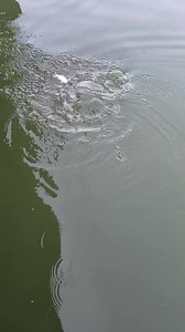 Keeping my piranhas fed.... | Crosswinds Guide Service