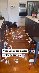 These three labradors took a big bite out of Santa! #dogs #funnydogs #labradors | Reader's Digest