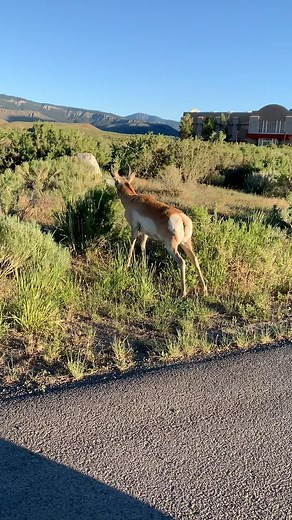 Pronghorn life… #N1outdoors - - - #outwest #yellowstone #antelope #pronghorn #huntinglife #whatgetsyououtdoors #wildlifephotography #wildlife #outdooradventure | N1 Outdoors