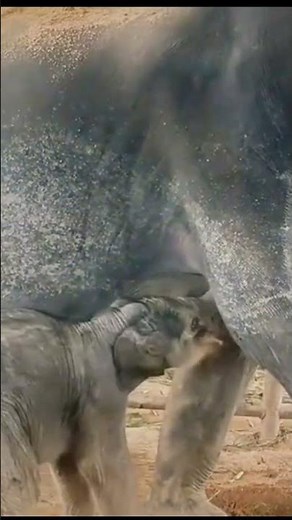 Elephant Mother Feeding Her Baby 🐘 | Heartwarming Wildlife Moment | #shots #elephant