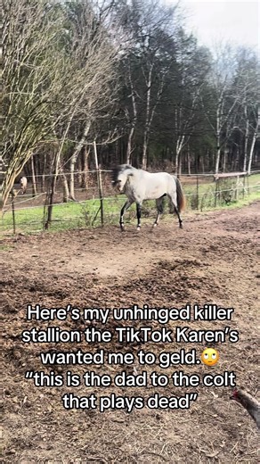 Meet My Stallion: The Controversial TikTok Star