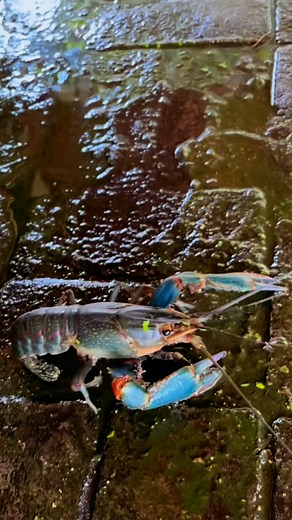 Australian Red Claw. 📩📩📩 | Crayfish Polomolok