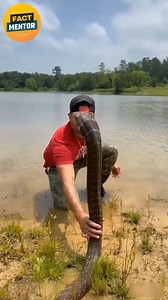 Naagmani Truth #SnakeTrick #FakeStone #NaagmaniMyth #virals #fypシviralシ2024 #fypシ | Fact Mentor