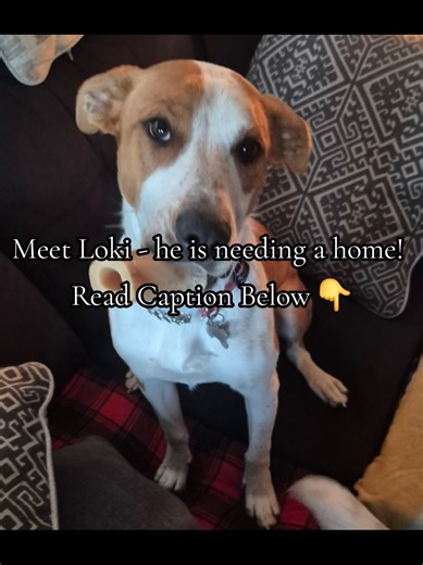 ✨ Meet Loki — Searching for His Next Foster or Forever Home ✨ Loki is a gentle soul on a meaningful journey of overcoming fears, learning new things, and discovering that the world can be a safe and joyful place. He has already made huge strides, and now he’s looking for a new foster family—or better yet, a furever family—who can continue guiding him with patience and love. Loki thrives with slow, confidence-building activities like food puzzles, and he’s learning the ropes of leash pressure at 