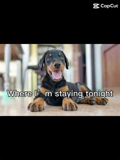 I can make u one js comment what dog u want thanks for the support