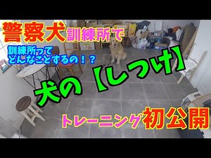初公開！愛犬を【警察犬訓練所】に連れて行ってみた！『躾トレーニング』