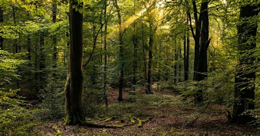 What to know about Arbor Day