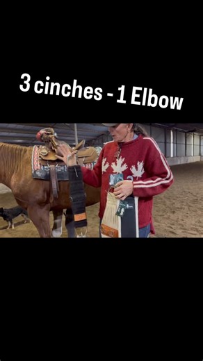 Wendyjwinn on Instagram: "👠 Buckles from the cinch need to lay flush next to your horse’s skin , you can have a cover if you choose . 👠placing your cinch correctly and allowing room for the elbow is key . 🔑 The Radial Nerve controls elbow extension (triceps) and the main extensor of the carpus (knee) and digits (fetlock/pastern), crucial for weight bearing . The radial nerve runs down the backside of the back side of the for limb originating from the brachial plexus . 🔔https://www.winnhorses