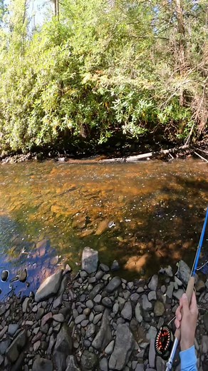 It’s fall. Hatches are slowing down. Nymph very small bugs. Size 18-20 zebra midges, caddis larvae, midge larvae, scuds. It will pay off. #flyfishing #flyfish #flyfishingnation #flyfishinglife #flyfishingtrout #flyfishingtiktok #flyfishingaddict #flyfishingbum #flyfishingcheck #flyfishfood #flyfishadventures #flyfishdelawhere #fishing #fishinglife #fishingrod #aventuronusa #lidrig #howtoflyfish #howtofish #catchandrelease