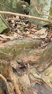 Uncle Bee Recipe on Reels