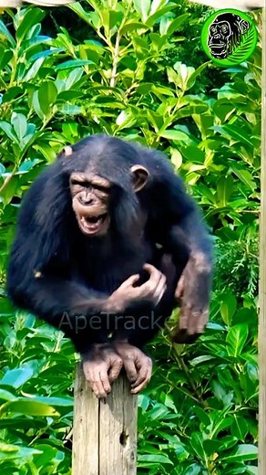 😲🐵 Screaming Chimp Is Stung In Surprise Wasp Attack 🐝😫 #shorts