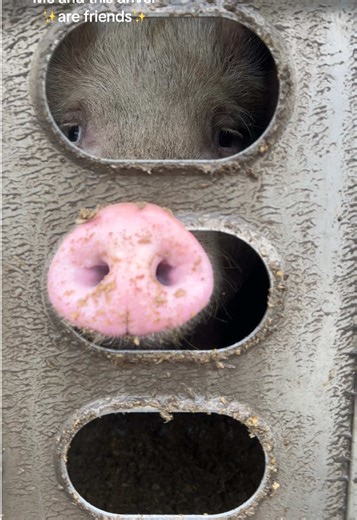 I would never make another human take their life. It’s mean to the human and the animal💔