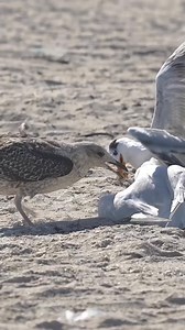 One of the Craziest Bird Battles I’ve Ever Seen Two truths I’ve learned from many hours photographing and filming birds, 1: Persistence Pays. 2: Birds have a tough life! Every single day is a fight for survival. Food isn’t always plentiful and when it’s scarce, fights happen. This fight for survival had many different characters and I’m very curious to hear what everyone thinks of the birds that star in this unscripted, spontaneous scene especially the “one.” You’ll know it when you see it. Ouch