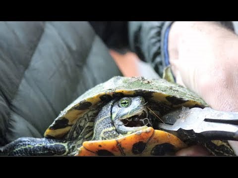 Rescued a Badly Hooked Turtle While Fishing