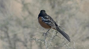 A spotted Towhee down in Cross Canyon this morning | Wildlife throughhopeseyes.