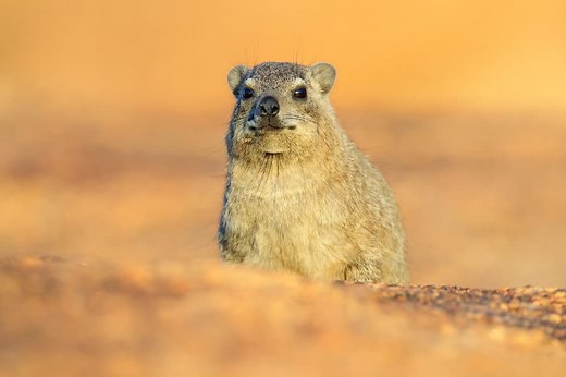 Hyrax: 18 Amazing Facts About This Coney Animal