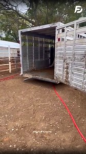 Big Longhorn Bull 8-Foot Horns and Cool Facts #reelsindia #fypシ #factsyoudidntknow #science #education #fyp #facts #bulls #animals #shorts | Deep Explain