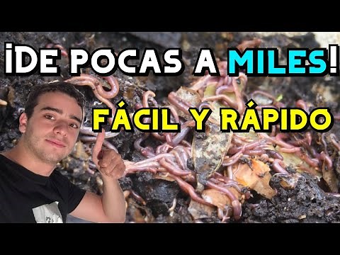 HOW TO RAISE EARTHWORMS - Complete and Summary Guide